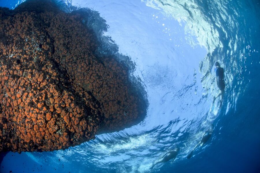 Sorrento: Snorkeling morning tour with a Marine Biologist. - Stop 2: The 45-Minute Safety Class (Don’t Skip This Part)