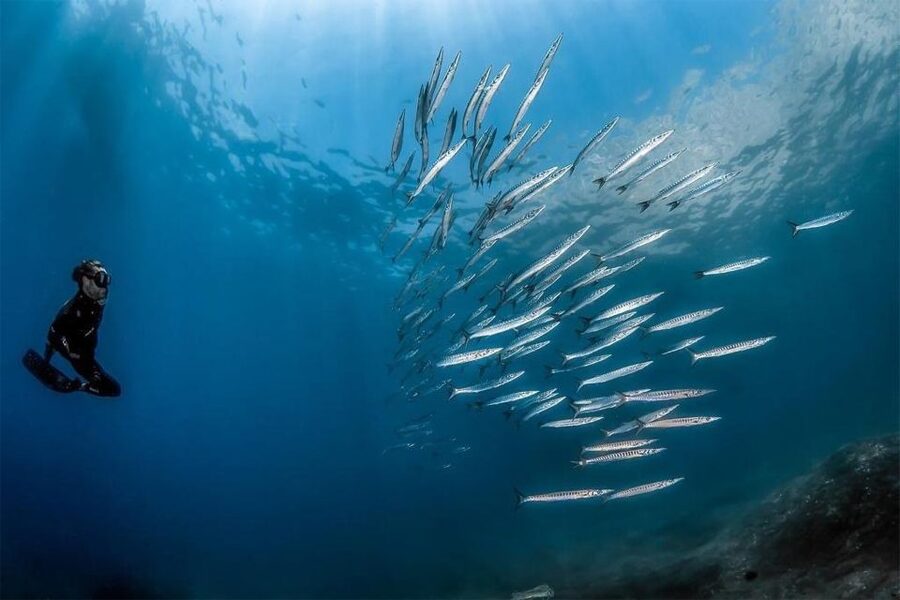 Sorrento: Snorkeling morning tour with a Marine Biologist. - Languages, Group Size, and How That Changes Your Experience