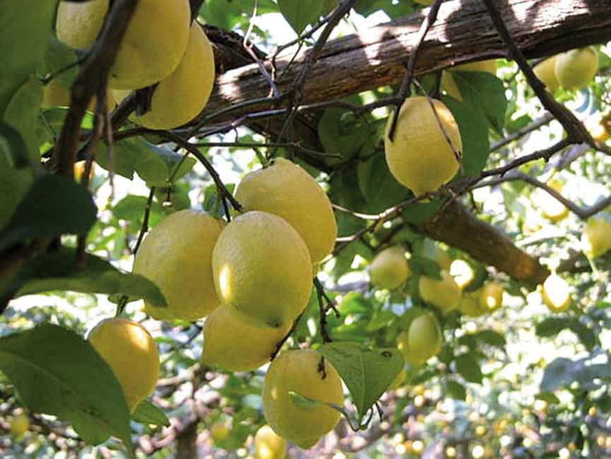 Sorrento: Sunset City Walking Tour with Limoncello Tasting - Chiostro di San Francesco: A Quiet Pause Inside a 13th-Century Convent