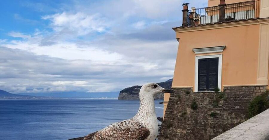 Sorrento: walking in the Grand Tour with stunning landscapes - Down to Marina Grande: gates, nets, and the Sofia Loren moment