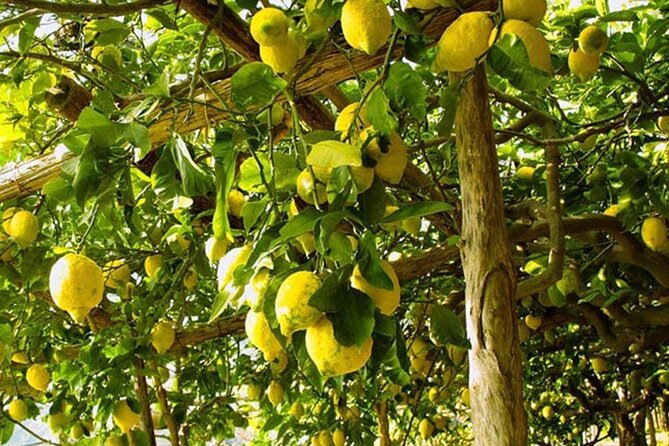 Sorrento Walking Tour & Limoncello Tasting - Piazza Tasso: the main square and an Italian poet connection