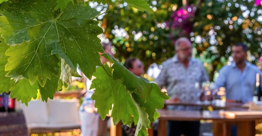 Sorrento: Wine Tasting Overlooking the Sea in a Lemon Grove - Key Highlights You’ll Remember