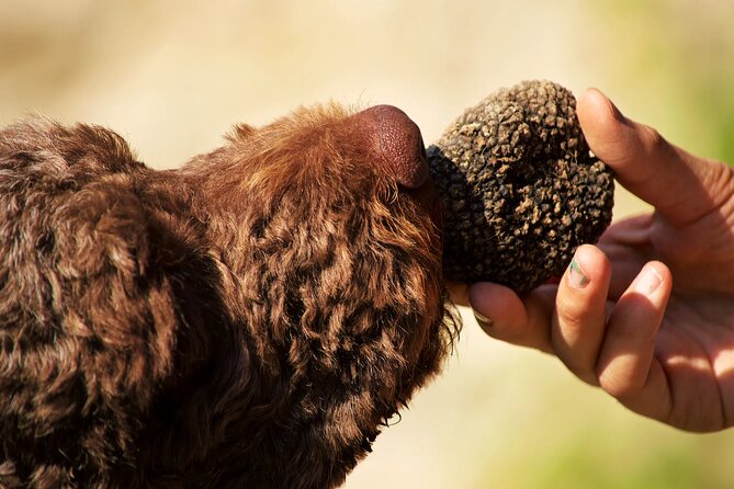 Truffle Hunting and Lunch Wine Tasting Experience at Cortecorbo - Key highlights worth knowing before you go