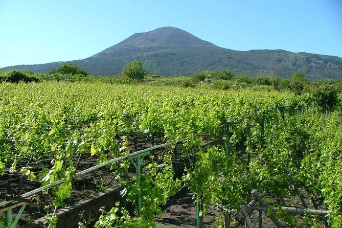 Vesuvius & Vineyard select from Sorrento - Lunch and Lacryma Christi Wine Tasting: What You’re Actually Buying
