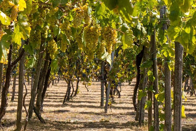Vesuvius & Vineyard select from Sorrento - Vineyard Visits: From Quick Stops to Fun Traditions