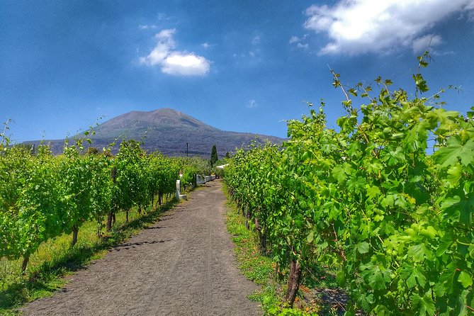Vesuvius & Vineyard select from Sorrento - Price and Value: Is $122.70 Fair for This Day?