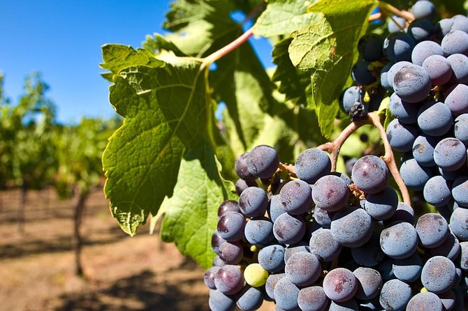 Wine Tour + Pompeii - Sorrento to Pompeii to Vesuvio: a day with real variety